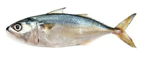 Harga yang bagus Empat Model Mesin Pengelompokkan Ikan Otomatis Dan Ikan Samudra Berkualitas Tinggi on line