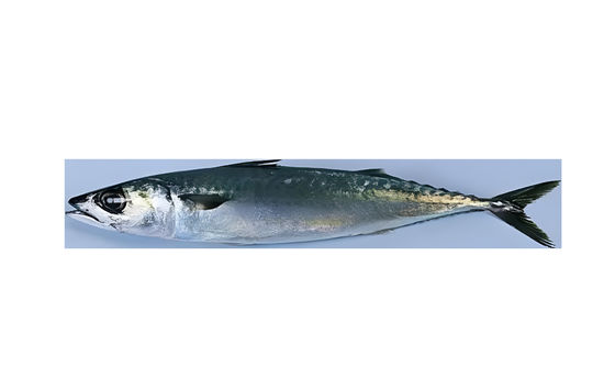 Harga yang bagus Empat Gaya Mesin Sorting Ikan Otomatis Dan Mengelompokkan Sardine Line Dengan Kecepatan Tinggi on line