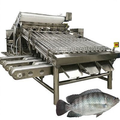 Harga yang bagus Pengelompok Tilapia Berhasil Tinggi 4,9kw Mesin Pengurut Roller Ikan Makrel Mesin Pengurut Roller Makrel Peralatan Pengukuran untuk Makanan Laut on line