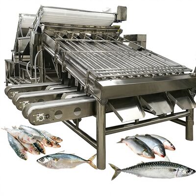 Harga yang bagus Mesin Pengurut & Pengelompokkan Sarden Kapasitas Besar Otomatis Dengan Roller Mesin Pengukuran Ikan 4,9KW on line
