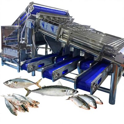 Harga yang bagus Airproof Mesin Sorting Ikan Roller Makerel Mesin Grading Kapasitas Besar Peralatan Sorting Ikan untuk Pabrik Ikan on line