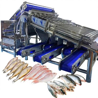 Harga yang bagus Efisiensi kecil kuning Croaker mesin pembagian kecil kuning Croaker Roller Grader untuk ikan Tanaman ikan Grader ikan Sorter 4,9KW on line