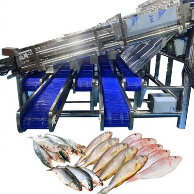 Harga yang bagus 12 Roller Automatic Fish Classifier untuk 4-5 Ukuran untuk Fish Plant Fish Roller Grader Mesin Pengelompokkan Ikan Otomatis Mesin Pengurut Ikan on line