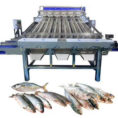 Harga yang bagus 18 Buah Roller SS304 Mesin Sortasi Ikan Kecil Garis Pemeringkatan Ikan Kecil Mesin Pengukur Ukuran Ikan Roller Grader Ikan on line
