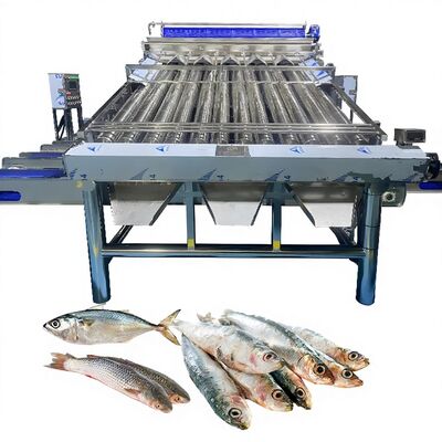 Harga yang bagus Plastik Conveyor Saury Mesin Pengolah Merah Croaker Mesin Pengolah Zolim Mesin Pengolah Ikan untuk Pabrik Ikan Fish Grader on line