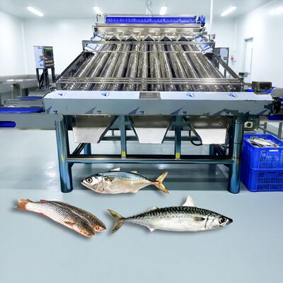 Harga yang bagus Stainless Steel 304 Roller Fish Sorter Croaker Grader Zolim Sardine Sorting Machine Mackerel Grader Mesin Pengukuran ikan kecil on line