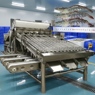 Harga yang bagus Anti Korosi Shrimp Grading Machine Zolim Shrimp Sizing Machine Shrimp Sorting Equipment Mesin Pengolahan Udang 4,9KW on line