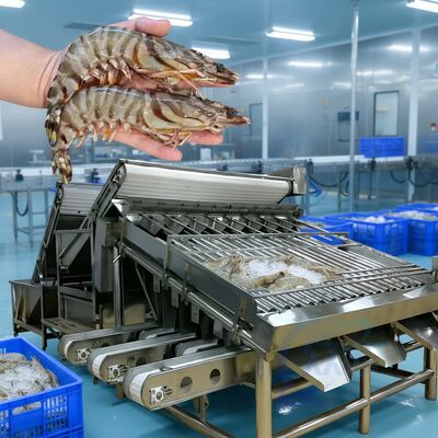 Harga yang bagus Mesin Pengelompokkan Udang Roller Murah Multi Fungsi Shrimp Sorter Mesin Pengelompokkan Udang Roller tahan lama Jual Panas Udang Grader on line