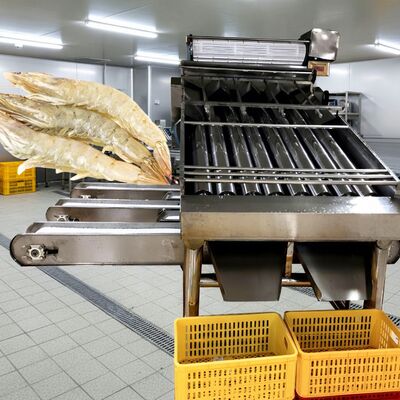 Harga yang bagus 4.9KW Roller Udang Penyortir Udang SUS304 Mesin Grading Udang Zolim Otomatis Udang Grader Mesin Pengukur Udang Terbaik untuk Makanan Laut on line