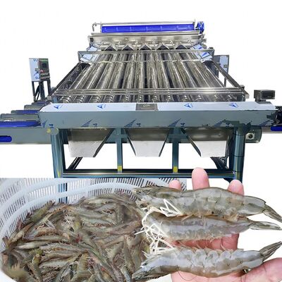 Harga yang bagus Mesin pemeringkatan dan pemeringkatan ikan dan udang multi-fungsi otomatis Mesin pemeringkatan udang roller cepat yang disesuaikan on line