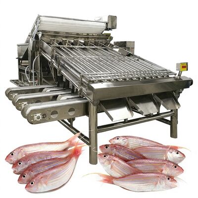 Harga yang bagus Mesin Pengurut Ikan Efisien Mesin Pengukuran Ikan dan Mesin Spesifikasi Ikan 1000kg-1200kg Mesin Pengurut Ikan untuk Pengolahan Ikan on line